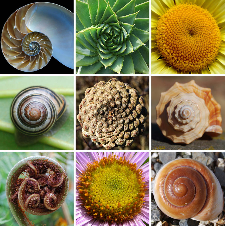 1-fibonacci-spirals-in-nature-dean-marston-2164239182.jpg