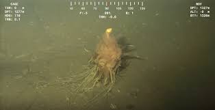 Spaghetti Monster'? Deep-Sea Critter Has Pasta-Like Appendages | Live  Science