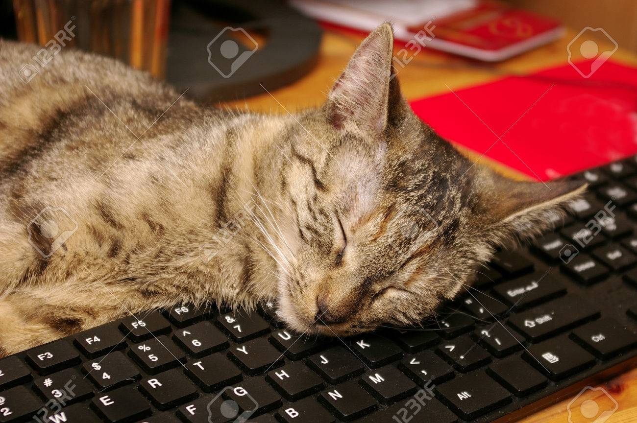 23558294-tabby-cat-sleeping-on-a-computer-keyboard.jpg