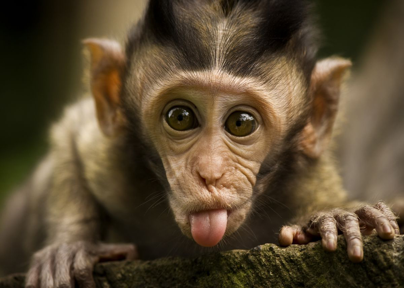 77-771387_simpanse-image-animal-15111-wallpaper-high-resolution-monkey-3209281583.jpg