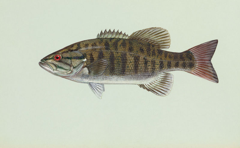 800px-Smallmouth_bass.jpg