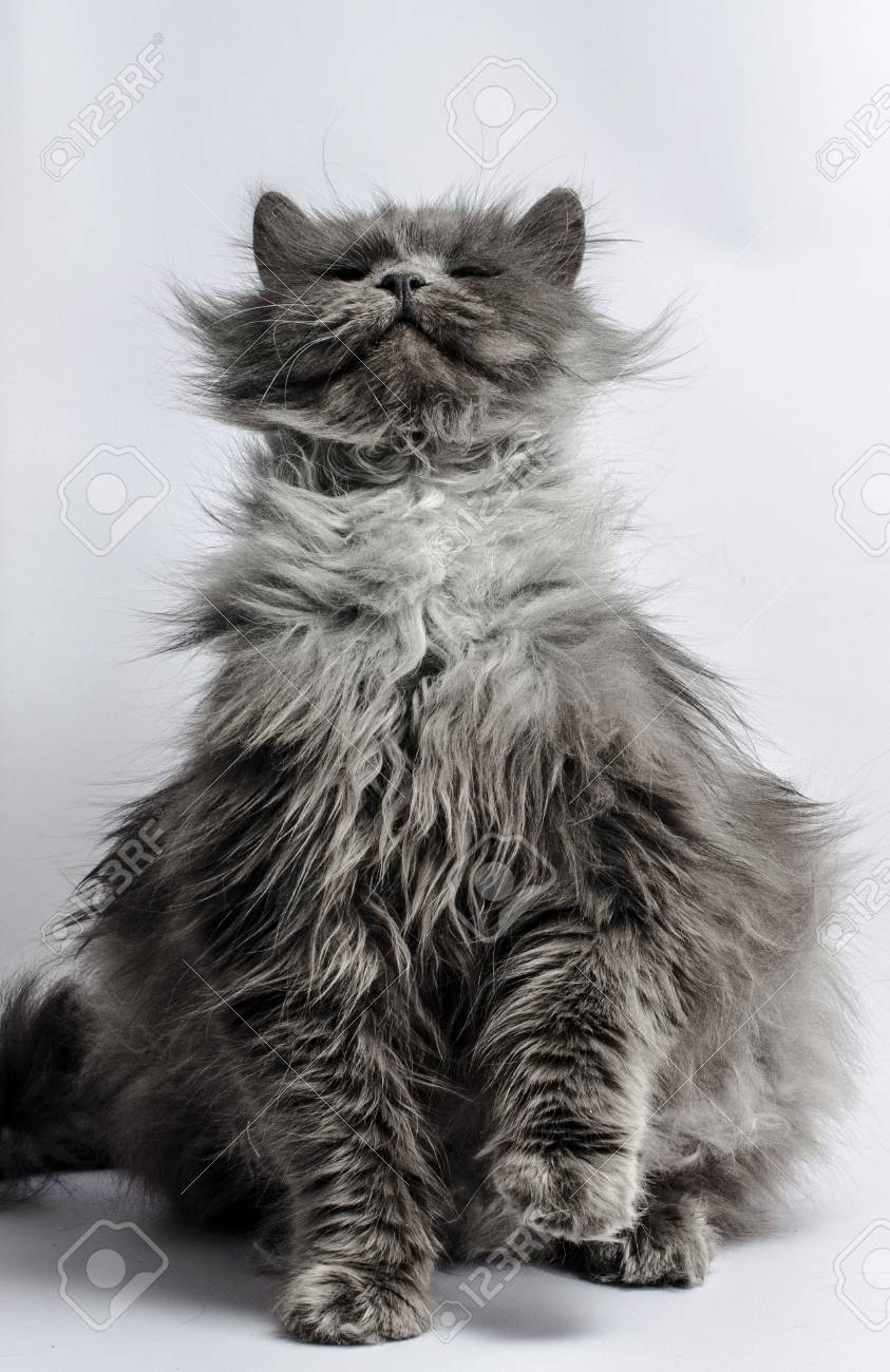 97207665-gray-fluffy-shaggy-cat-on-a-gray-background-frowns-and-smiles-wi (1).jpg