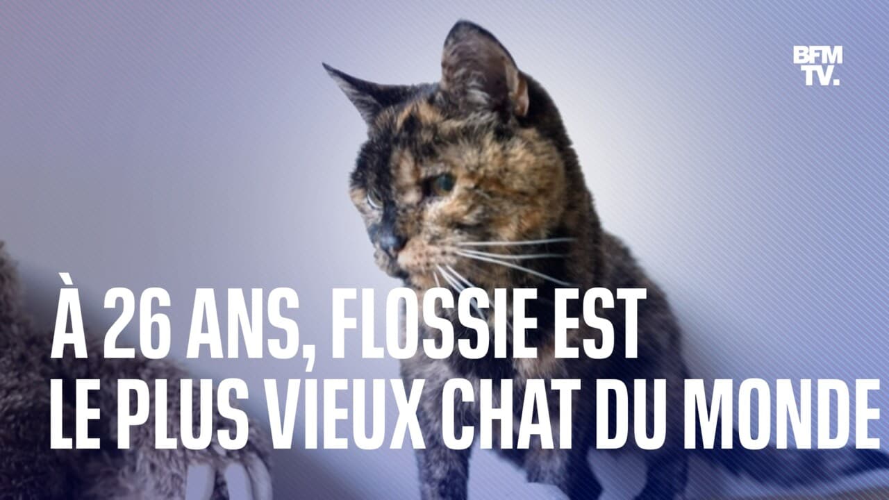 A-26-ans-Flossie-est-le-plus-vieux-chat-du-monde-1527838.jpg