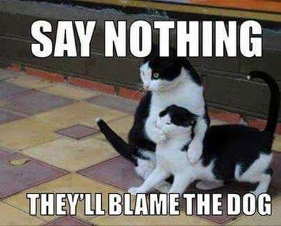 AK-Pet-Service-Image-Animal-Funny-Say-nothing-they-will-blame-the-dog.jpg