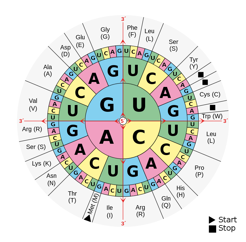 Aminoacids_table.png