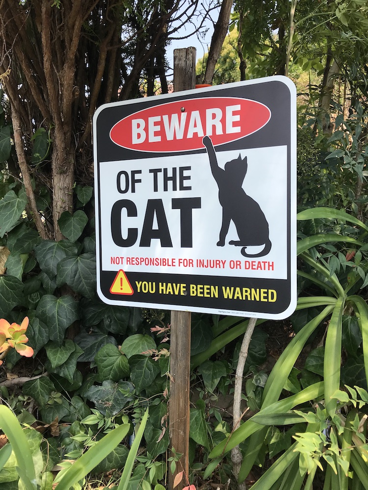 beware-of-cat.1.jpeg