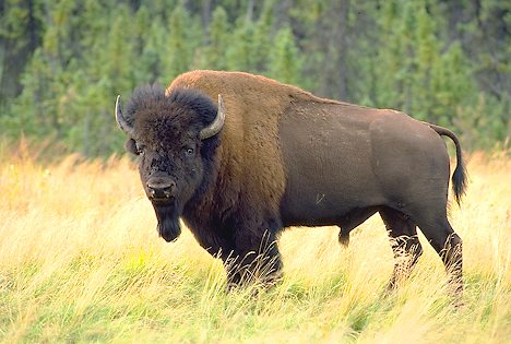 bison-bison_1739.jpg