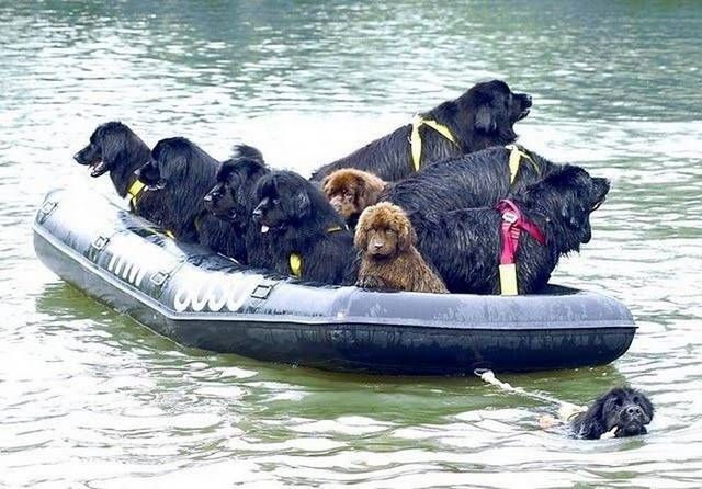 boatload of newfies.jpg