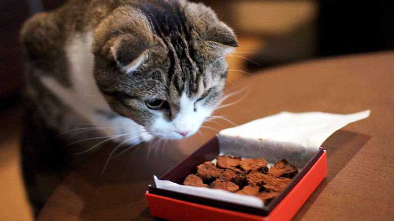 can-cats-eat-chocolate-800x450.jpg