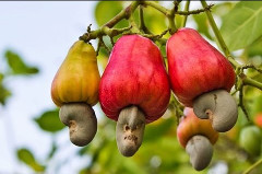 cashew.jpg