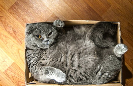 cat in box.jpg