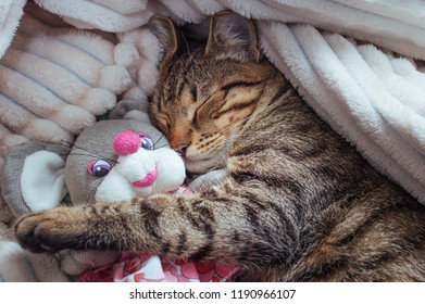 cat-sleeps-embrace-soft-toy-260nw-1190966107.jpg