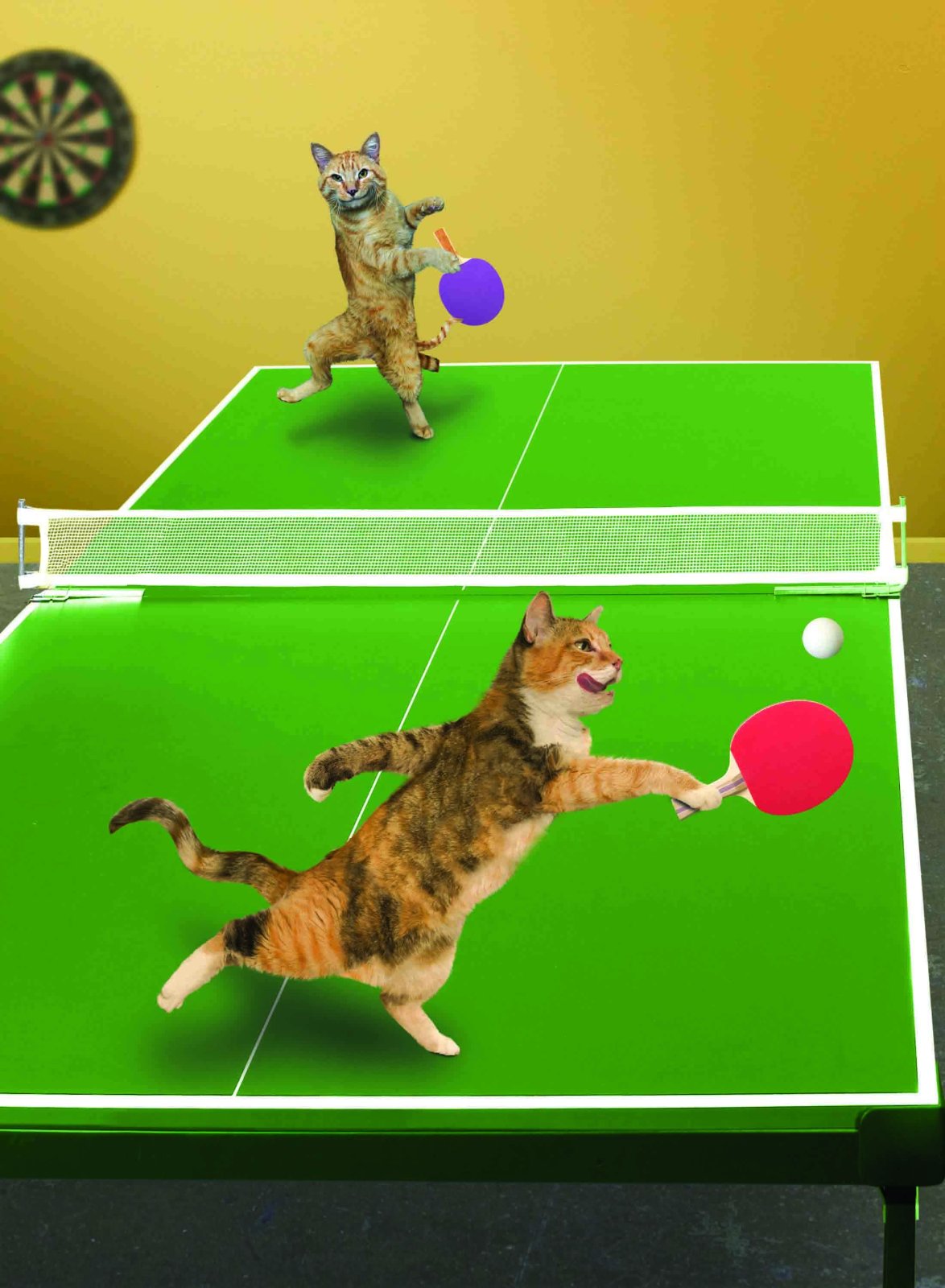 catstabletennis.jpg