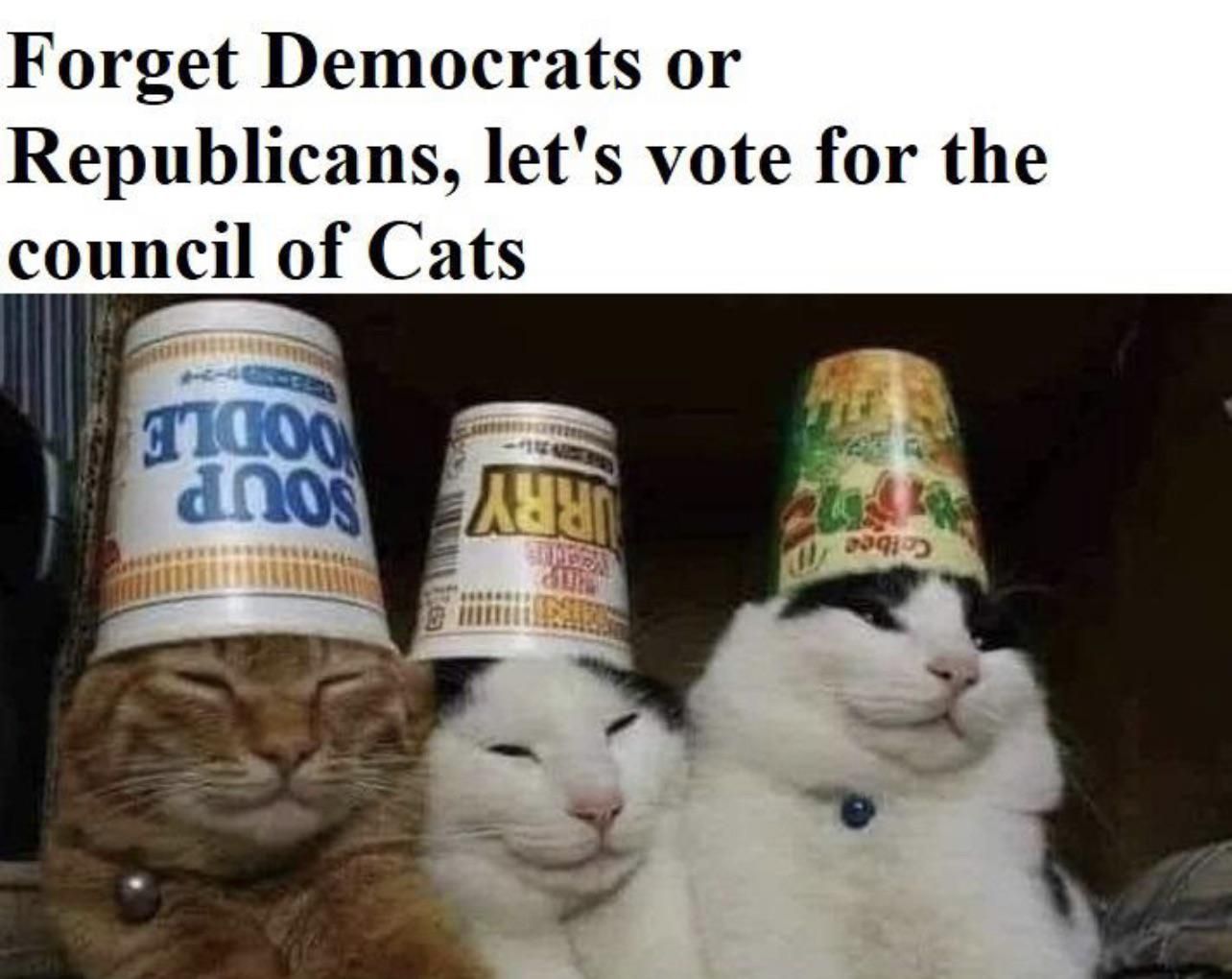 councilofcats.jpg