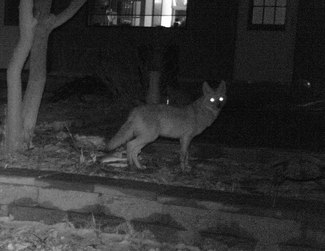 Coyote 1 am 2-17-16.jpg