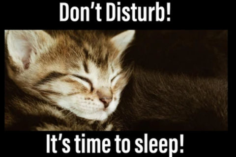 disturb-time-kitten.jpg