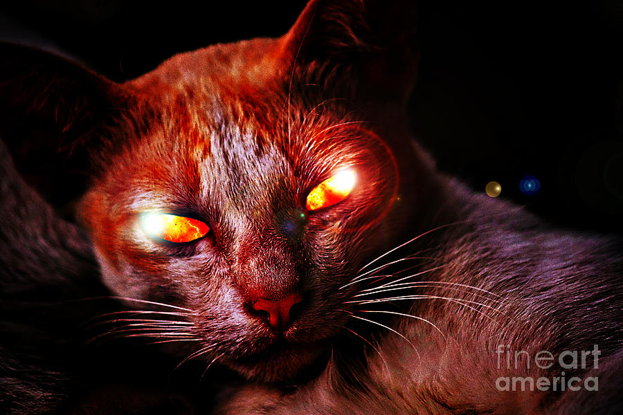 fire-cat-eyes-chatchai-piansangsan.jpg