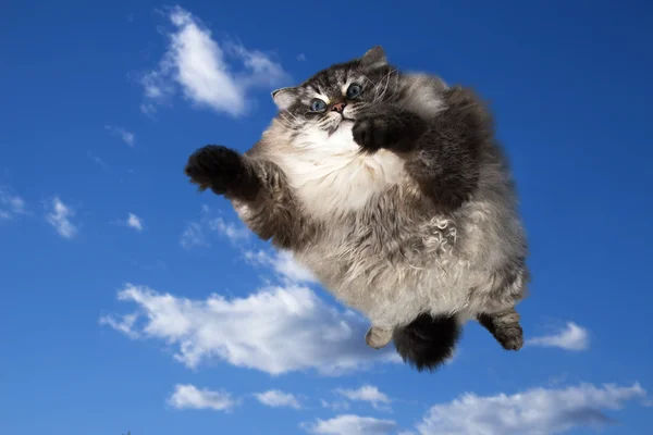 flying cat.jpg