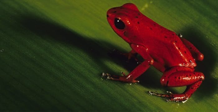 frogs-at-mistico-park.jpg