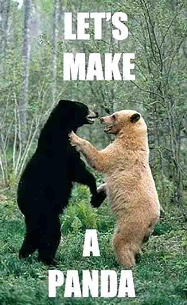 funny-bear-meme-lets-make-a-panda.jpg