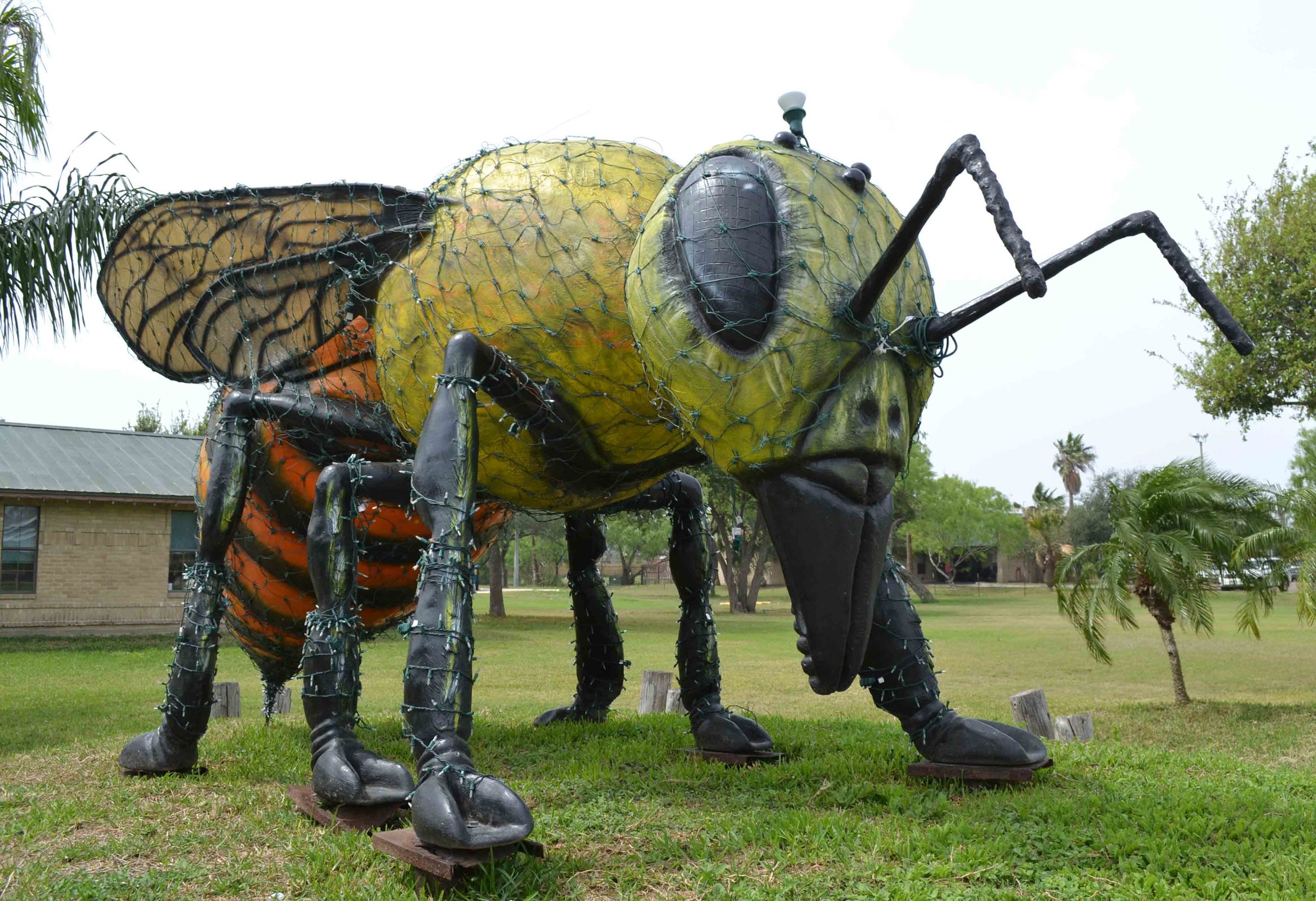 giant killer bee Hidalgo TX.jpg