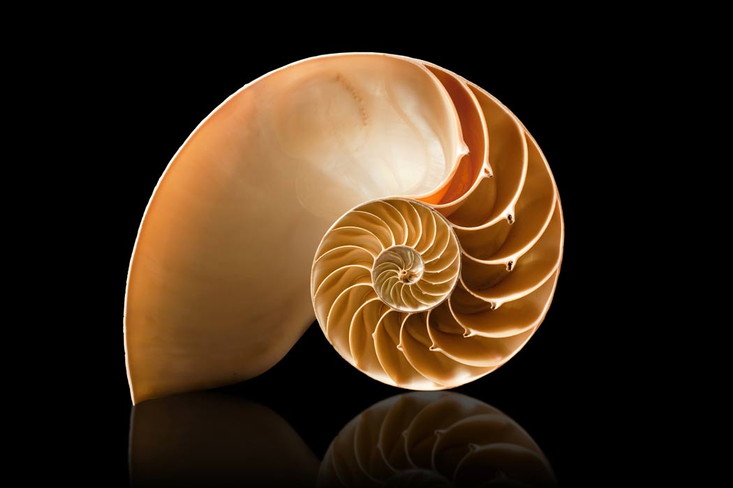 golden-ratio-shell.jpg