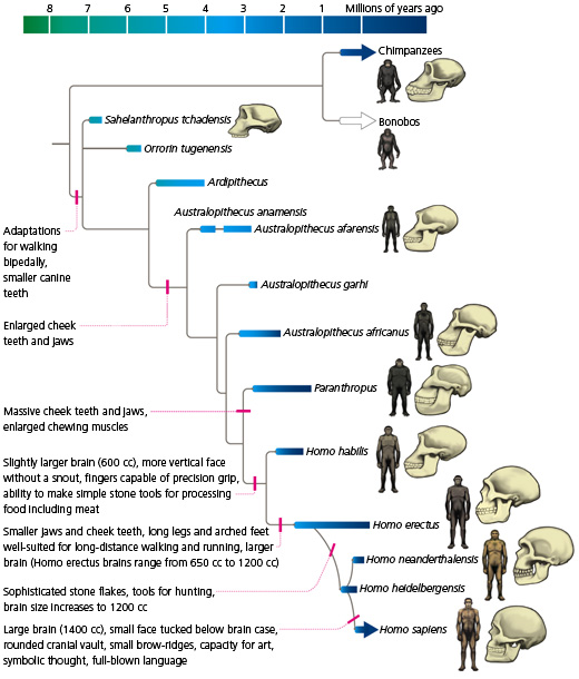 hominid_evo.jpg