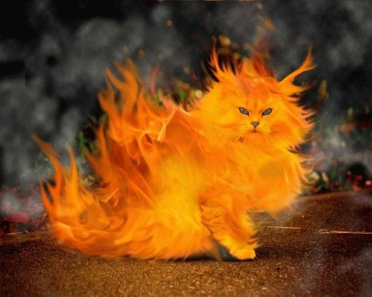 hot cat.jpg