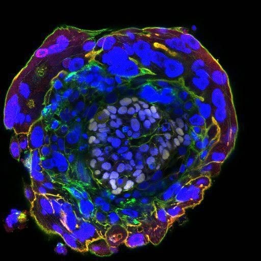 human-embryos-kept-alive-in-lab-for-unprecedented-13-days-so-sci.jpg