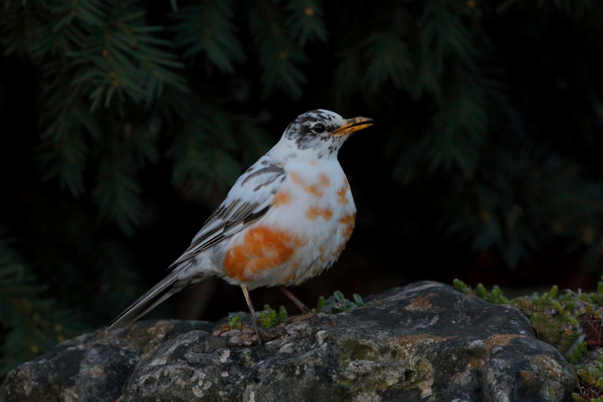 Leucistic Robin.JPG