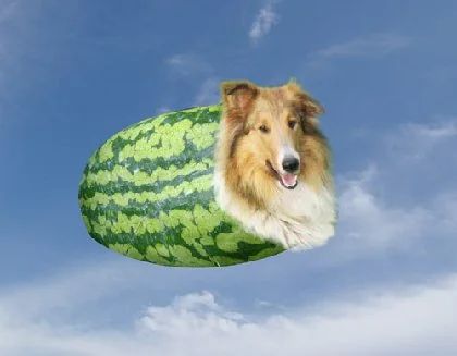 meloncollie.jpg