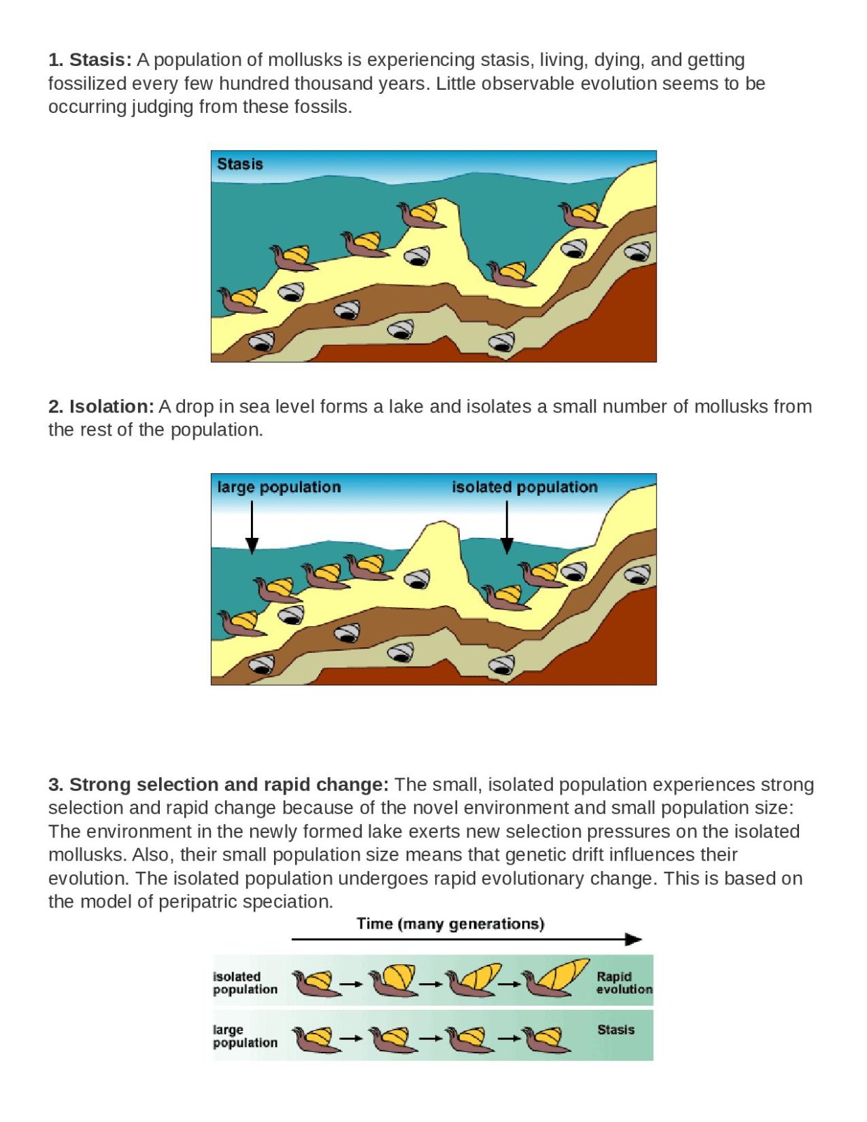 More on punctuated equilibrium-page-001.jpg