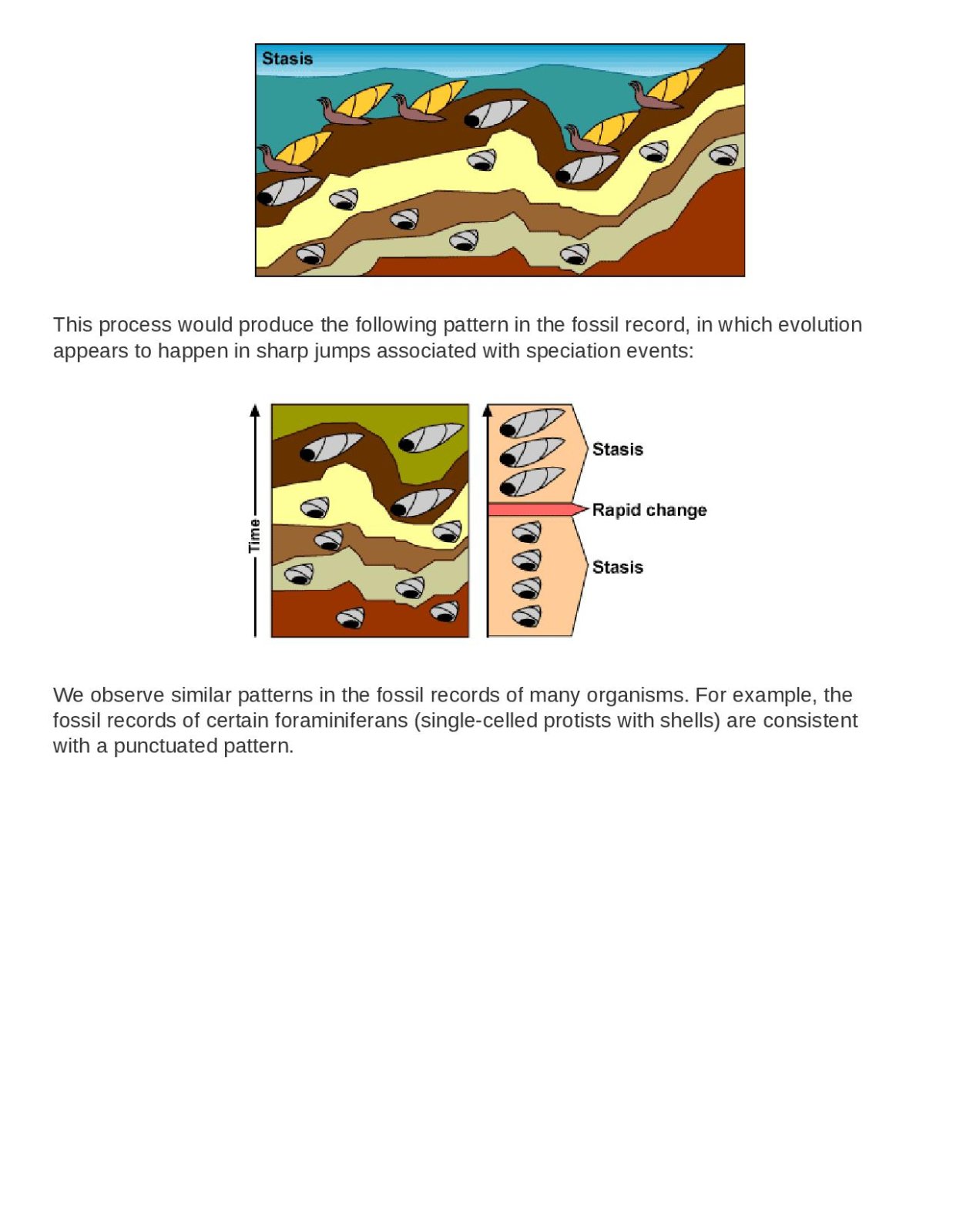 More on punctuated equilibrium-page-003.jpg