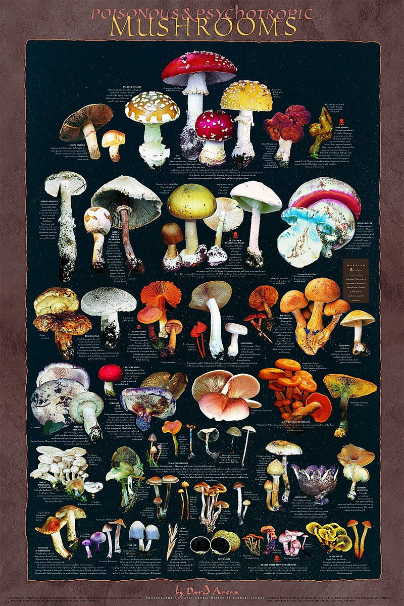 Mushrooms-Poison_Psycho_DA5_1200x1200.jpg