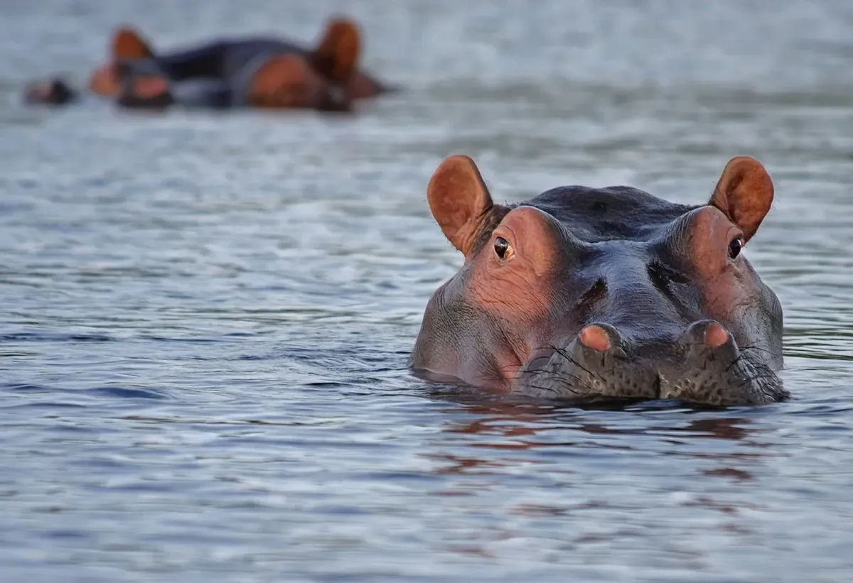 not_swimming_hippo.jpg