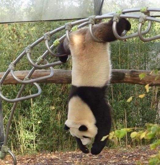 panda.jpg