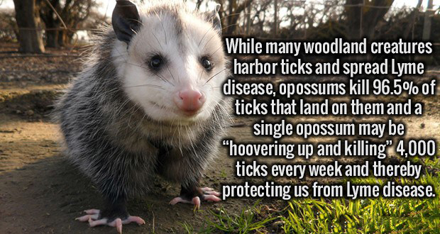 possum and ticks.jpg