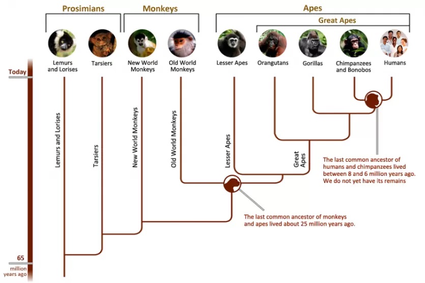 primateevolution.jpg