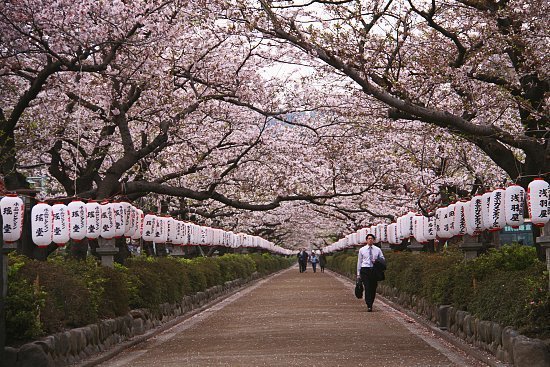 sakura10_100407_kamakura_07.jpg