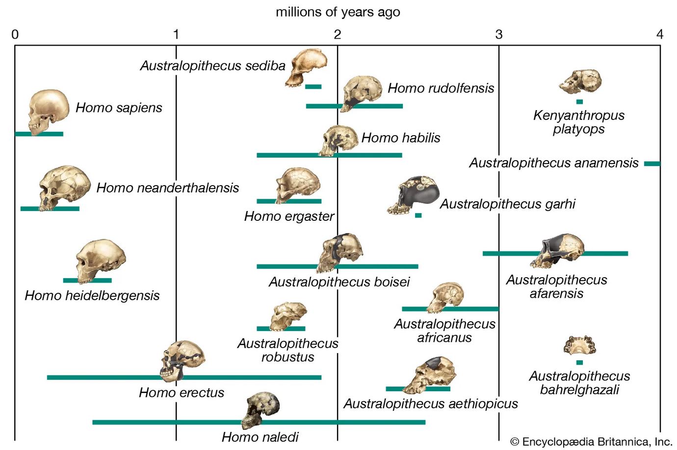 scheme-evolution-human-lineage-hominin-species-bars.jpg