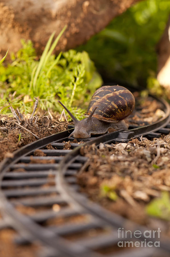 snail-on-train-tracks-guy-viner.jpg