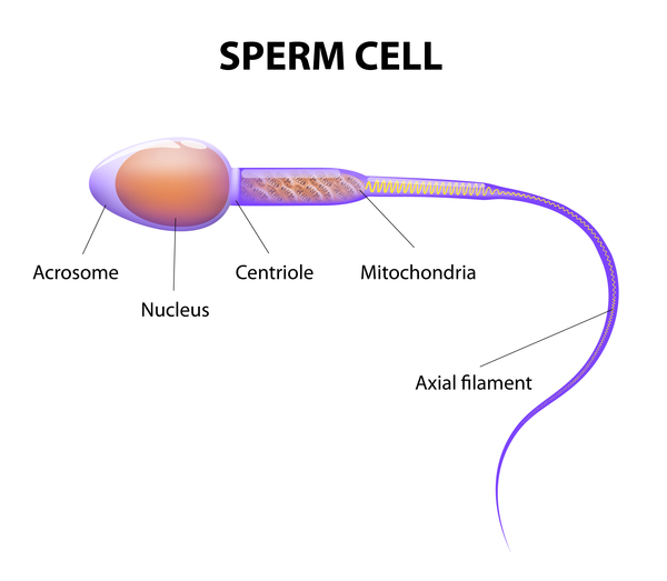 Sperm.jpeg