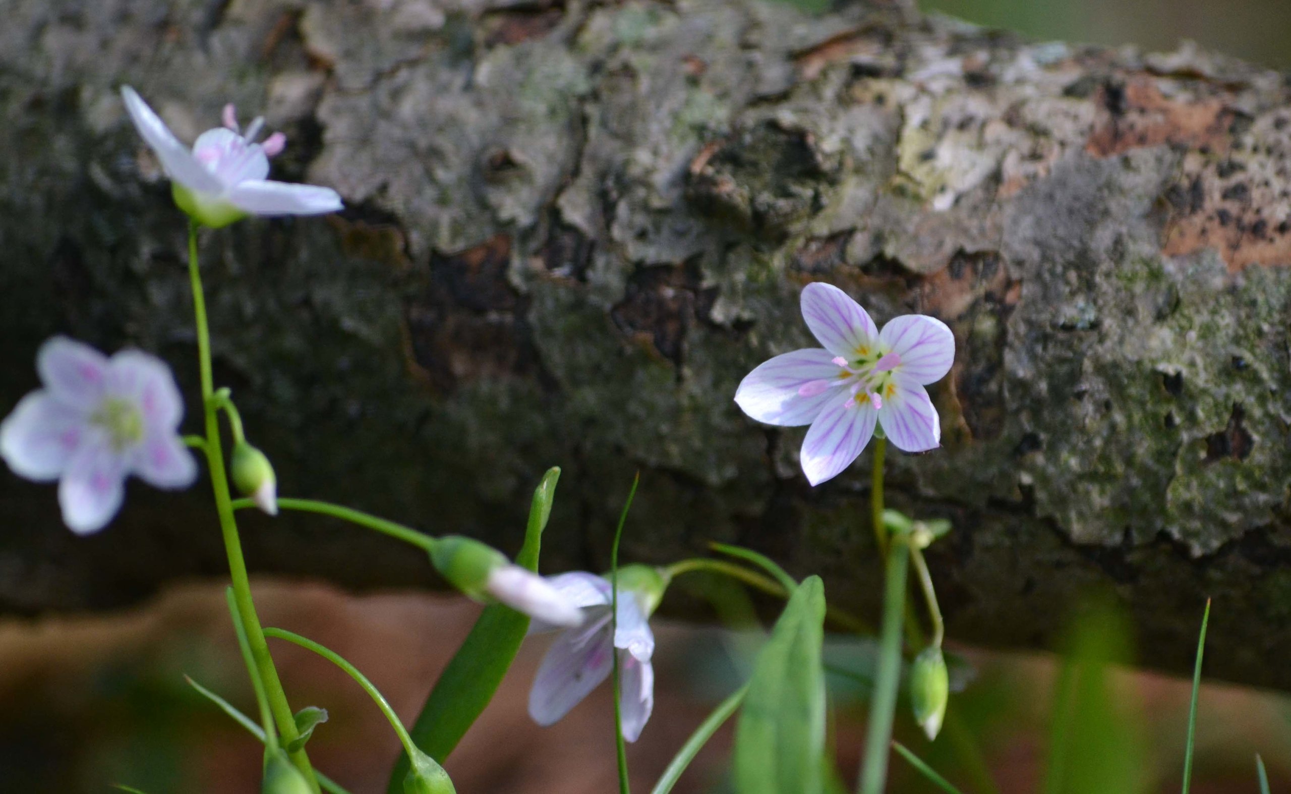 spring beauty 1 4-27-14.jpg