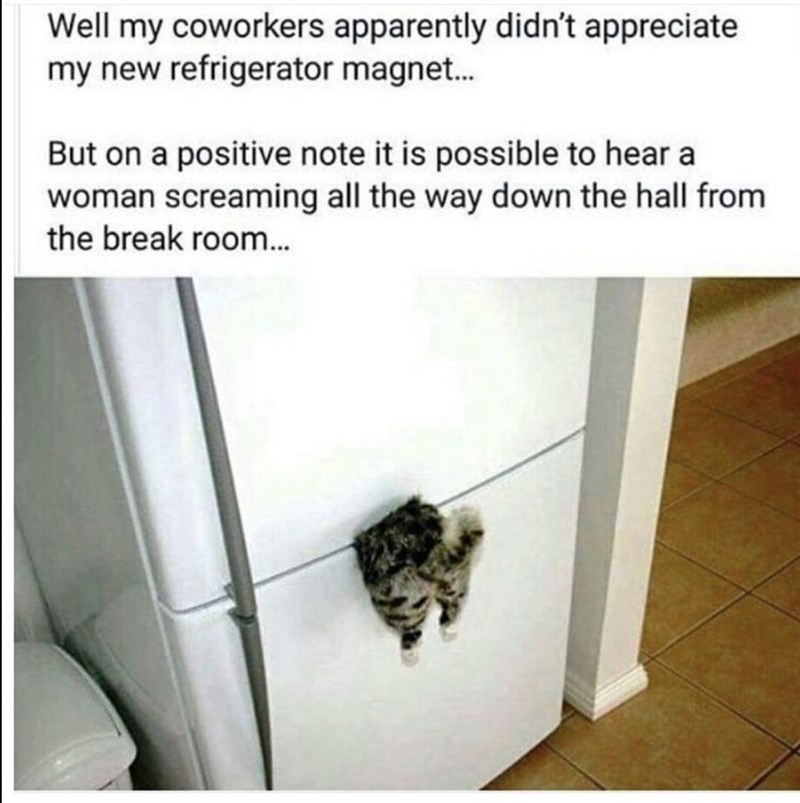 strange-meme-about-scaring-coworkers-with-fridge-magnet-of-dismembered-cat.jpeg