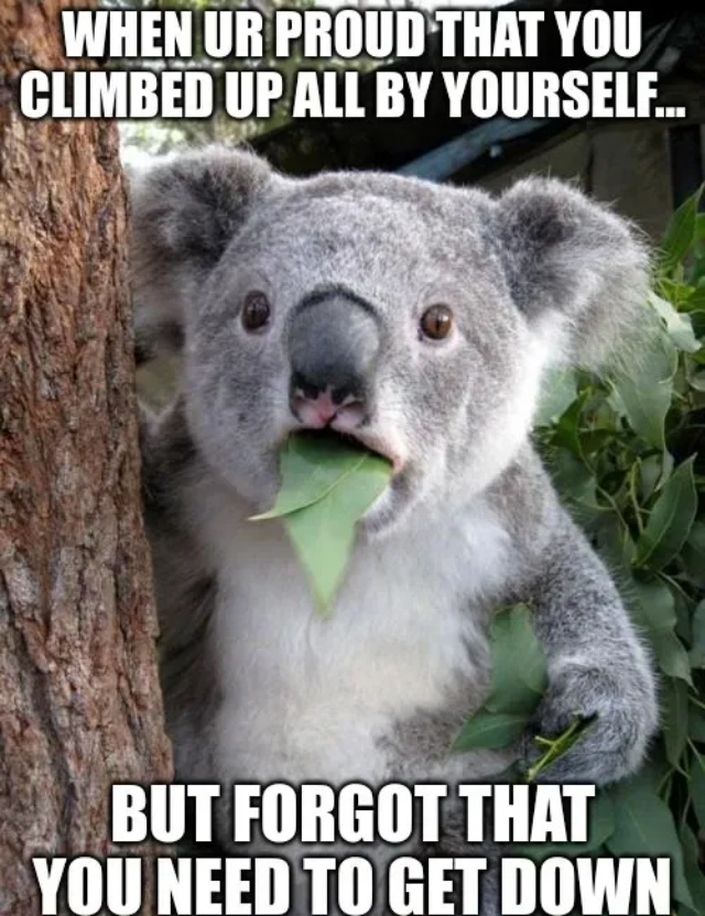 Surprised-Koala.2.meme.jpg