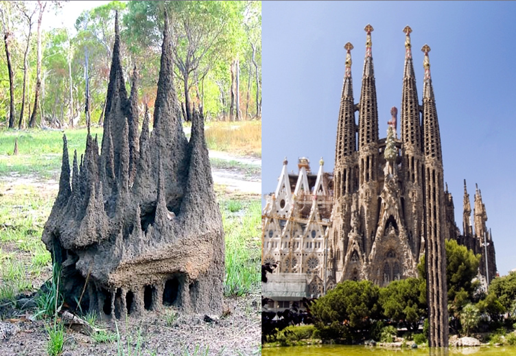 TermitesVsGaudi.jpg