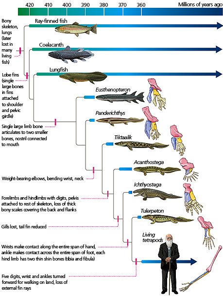 tetrapod_evo.jpg