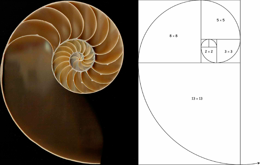 The-spiral-of-the-nautilus-shell-is-frequently-suggested-to-follow-the-Fibonacci-series.png