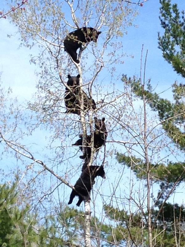 treebears.jpg