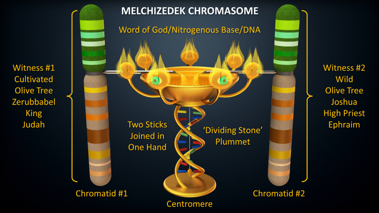 Two Witnesses Chromosome.png